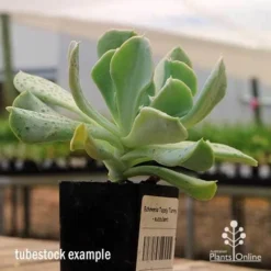 Echeveria Topsy Turvy - Succulent -NatureNest Shop apo topsy tubestock