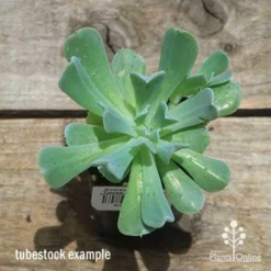 Echeveria Topsy Turvy - Succulent -NatureNest Shop apo topsy tubestock top