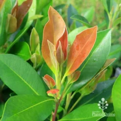 Tristaniopsis Luscious - Water Gum -NatureNest Shop apo tristaniopsis luscious winter new leaf