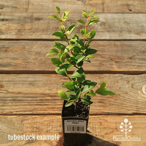 Acmena Allyn Magic 7 Acmena Allyn Magic - Image 7