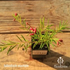 Grevillea Liliane 18 Grevillea Liliane -NatureNest Shop apo tubestock grevillea liliane top