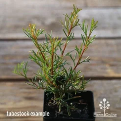 Grevillea Mini Marvel -NatureNest Shop apo tubestock grevillea mini marvel close