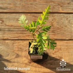 Grevillea Robyn Gordon 15 Grevillea Robyn Gordon -NatureNest Shop apo tubestock grevillea robyn gordon top