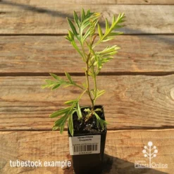 Grevillea Superb -NatureNest Shop apo tubestock grevillea superb