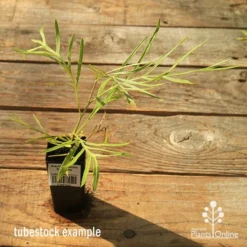 Grevillea Yamba Sunshine -NatureNest Shop apo tubestock grevillea yamba sunshine