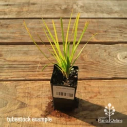 Lomandra Lime Tuff 13 Lomandra Lime Tuff -NatureNest Shop apo tubestock lomandra lime tuff