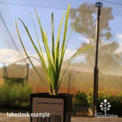 Lomandra Lime Tuff 15 Lomandra Lime Tuff -NatureNest Shop apo tubestock lomandra lime tuff nursery