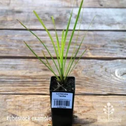 Lomandra Tanika -NatureNest Shop apo tubestock tanika