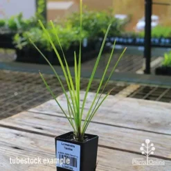 Lomandra Tanika -NatureNest Shop apo tubestock tanika side
