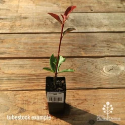 Photinia Thin Red -NatureNest Shop apo tubestock thin red