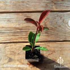 Photinia Thin Red -NatureNest Shop apo tubestock thin red top