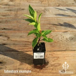 Tibouchina Allure 12 Tibouchina Allure -NatureNest Shop apo tubestock tibouchina allure
