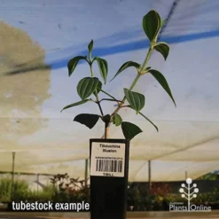 Tibouchina Illusion -NatureNest Shop apo tubestock tibuchina illusion
