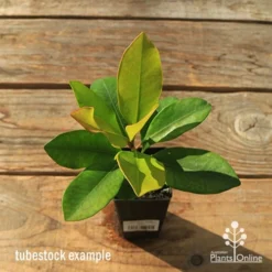 Tristaniopsis Luscious - Water Gum -NatureNest Shop apo tubestock tristaniopsis top