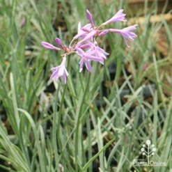 Tulbaghia Variegated - Society Garlic 24 Tulbaghia Variegated - Society Garlic -NatureNest Shop apo tulbaghia society garlic flowerstems variegated
