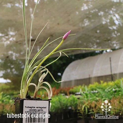Tulbaghia Variegated - Society Garlic 2 Tulbaghia Variegated - Society Garlic - Image 2