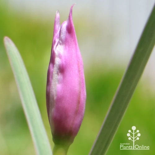 Tulbaghia Variegated - Society Garlic 19 Tulbaghia Variegated - Society Garlic - Image 19
