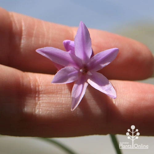 Tulbaghia Variegated - Society Garlic 4 Tulbaghia Variegated - Society Garlic - Image 4