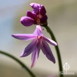 Tulbaghia Variegated - Society Garlic 33 Tulbaghia Variegated - Society Garlic -NatureNest Shop apo tulbaghia variegated flower
