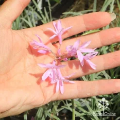 Tulbaghia Variegated - Society Garlic 26 Tulbaghia Variegated - Society Garlic -NatureNest Shop apo tulbaghia variegated flower size