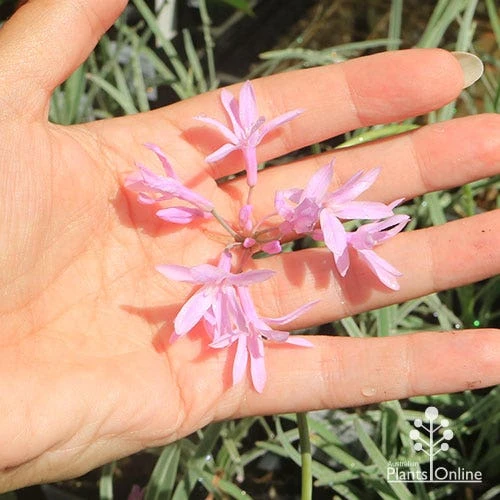 Tulbaghia Variegated - Society Garlic 7 Tulbaghia Variegated - Society Garlic - Image 7