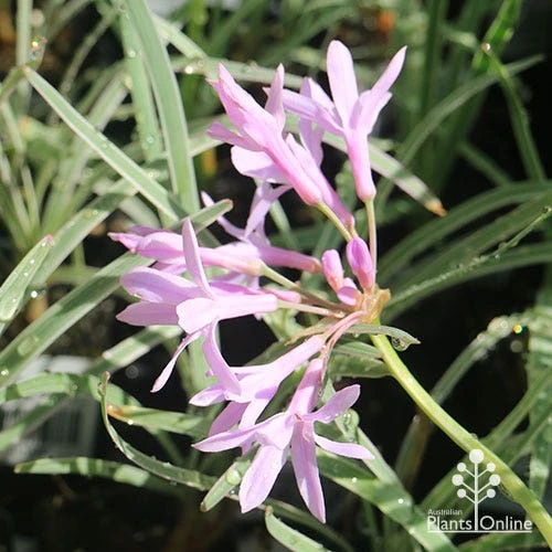 Tulbaghia Variegated - Society Garlic 16 Tulbaghia Variegated - Society Garlic - Image 16