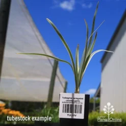 Tulbaghia Variegated - Society Garlic 32 Tulbaghia Variegated - Society Garlic -NatureNest Shop apo tulbaghia variegated tubestock
