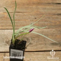 Tulbaghia Variegated - Society Garlic 28 Tulbaghia Variegated - Society Garlic -NatureNest Shop apo tulbaghia variegated wit hbud