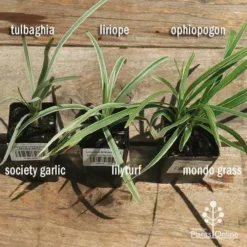 Tulbaghia Variegated - Society Garlic 39 Tulbaghia Variegated - Society Garlic -NatureNest Shop apo variegated grass comparison 1