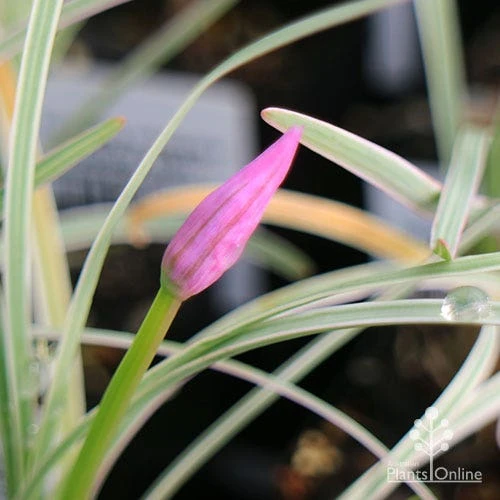 Tulbaghia Variegated - Society Garlic 18 Tulbaghia Variegated - Society Garlic - Image 18