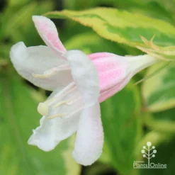 Weigela Variegated -NatureNest Shop apo variegated weigela bud