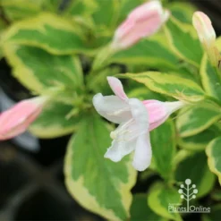 Weigela Variegated -NatureNest Shop apo variegated weigela buds