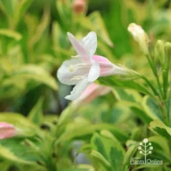 Weigela Variegated -NatureNest Shop apo variegated weigela flower close
