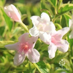 Weigela Variegated -NatureNest Shop apo variegated weigela flowers