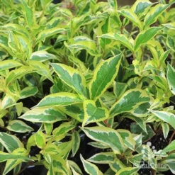 Weigela Variegated -NatureNest Shop apo variegated weigela foliage
