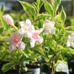 Weigela Variegated -NatureNest Shop apo variegated weigela tubestock flower