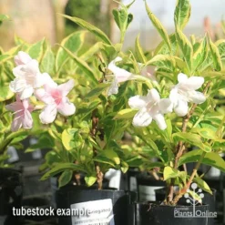 Weigela Variegated -NatureNest Shop apo variegated weigela tubestock flowering
