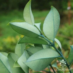 Metrosideros Velvet Sky - NZ Christmas Bush -NatureNest Shop apo velvet sky blue nz christmas bush