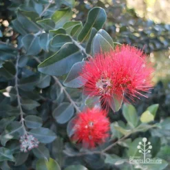 Metrosideros Velvet Sky - NZ Christmas Bush -NatureNest Shop apo velvet sky metrosideros