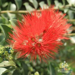 Metrosideros Velvet Sky - NZ Christmas Bush -NatureNest Shop apo velvet sky vics red flower