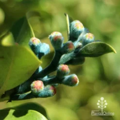 Metrosideros Velvet Sky - NZ Christmas Bush -NatureNest Shop apo vics blue velvet sky buds