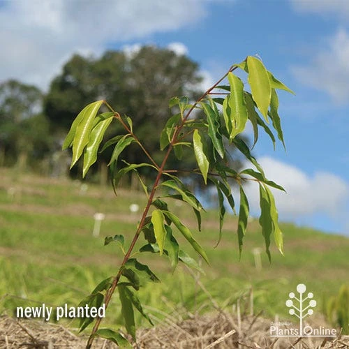 Waterhousea Sweeper - Weeping Lilly Pilly 7 Waterhousea Sweeper - Weeping Lilly Pilly - Image 7