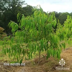 Waterhousea Sweeper - Weeping Lilly Pilly 16 Waterhousea Sweeper - Weeping Lilly Pilly -NatureNest Shop apo waterhousea sweeper 2