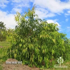 Waterhousea Sweeper - Weeping Lilly Pilly 17 Waterhousea Sweeper - Weeping Lilly Pilly -NatureNest Shop apo waterhousea sweeper 3