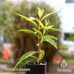 Waterhousea Sweeper - Weeping Lilly Pilly 10 Waterhousea Sweeper - Weeping Lilly Pilly -NatureNest Shop apo waterhousea sweeper tubestock