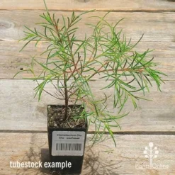 Chamelaucium Cha Cha - Waxflower 16 Chamelaucium Cha Cha - Waxflower -NatureNest Shop apo wax cha cha