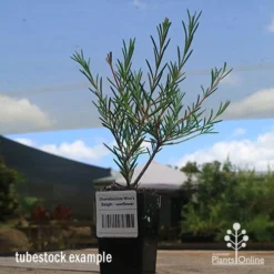 Chamelaucium Nina's Delight - Waxflower 14 Chamelaucium Nina's Delight - Waxflower -NatureNest Shop apo wax ninas delight tubestock2