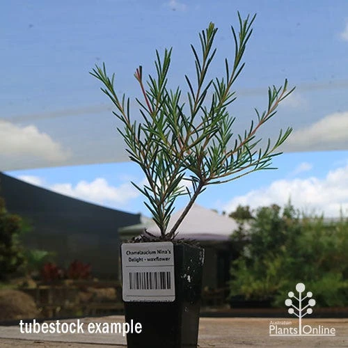 Chamelaucium Nina's Delight - Waxflower 6 Chamelaucium Nina's Delight - Waxflower - Image 6