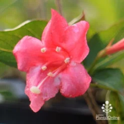 Weigela Eva Rathke -NatureNest Shop apo weigela eva rathke flower closeup