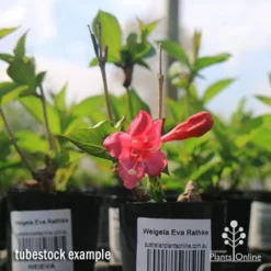 Weigela Eva Rathke -NatureNest Shop apo weigela eva rathke tubestock in flower